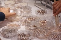 jinbo order image01.jpg