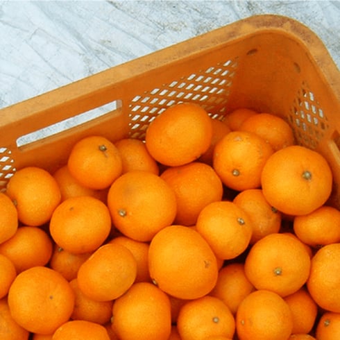 mikan image_2023.jpg